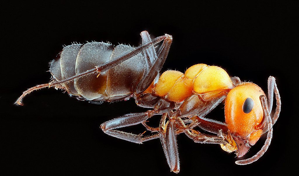 Ant Control service in Kendall, FL
