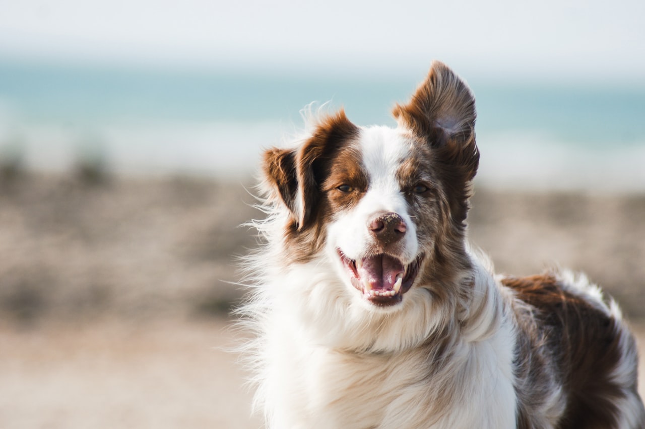 Flea & Tick Control service in Kendall, FL