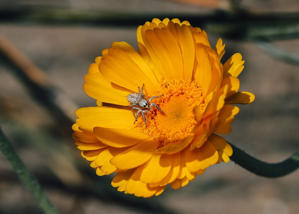 Spider Control service in Kendall, FL